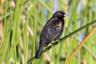 Close-up of bird perching on plant