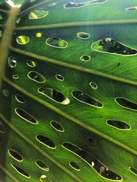 Full frame shot of succulent plant