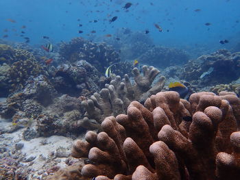 Coral garden