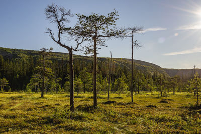 Trees on field against sky