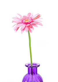 Close-up of pink flower against white background