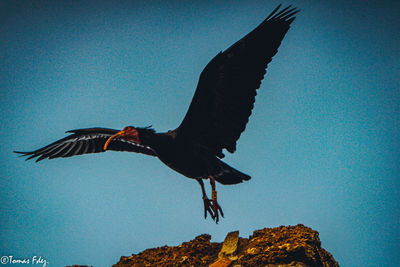 Low angle view of a bird flying