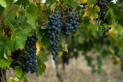 Grapes growing in vineyard