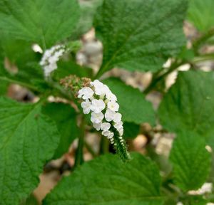 Close-up of white flowers blooming outdoors