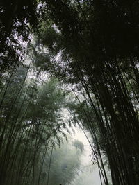 Low angle view of trees in forest against sky