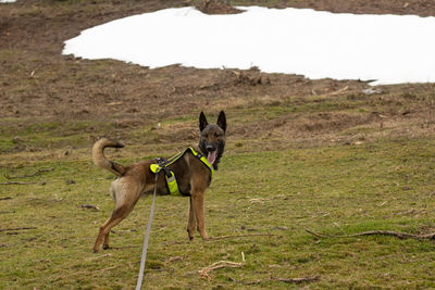 Belgian malinois for a walk in the park of teverga with a yellow reflective harness