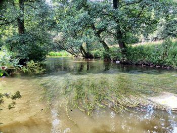 Reflection of trees in water