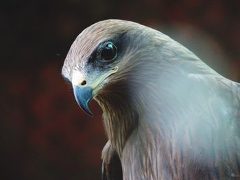 Close-up of hawk