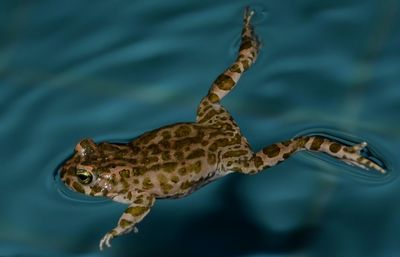 Close-up of frog swimming in water