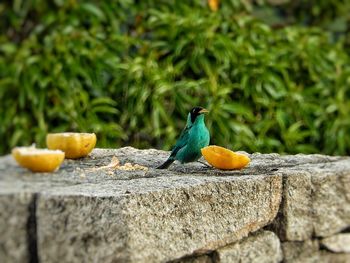 Bird by food on retaining wall