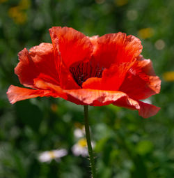 Close-up of red poppy flower