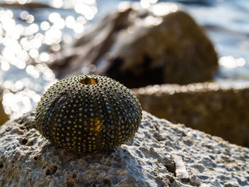 Close-up of sea urchin on rock at seashore