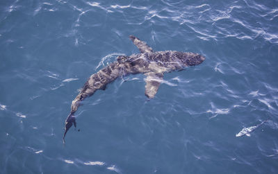 High angle view of turtle swimming in water