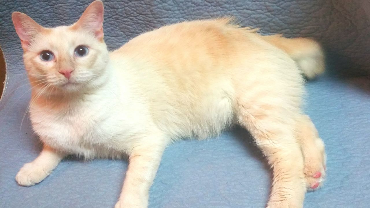 HIGH ANGLE VIEW PORTRAIT OF GINGER CAT RELAXING