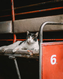 Portrait of cat sitting on metal