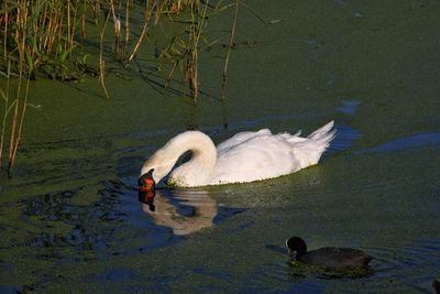 High angle view of swans swimming in lake