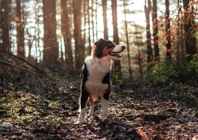 Dog in forest