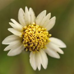 Close-up of white flower