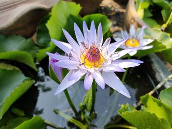 Close-up of purple water lily