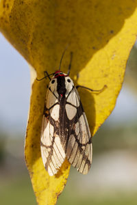 Close-up of butterfly pollinating on yellow flower