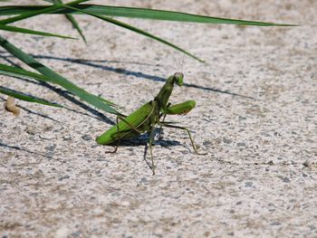 Close-up of insect on leaf