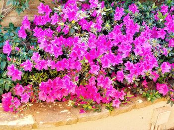 High angle view of pink flowering plants