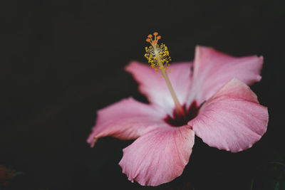 Close-up of pink hibiscus flower against black background