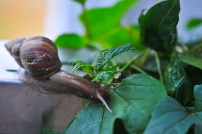 Close-up of snail on leaves