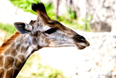 Close-up of giraffe