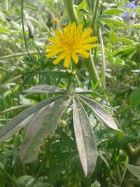 Close-up of yellow flower