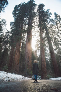 Rear view of man walking amidst trees against sky