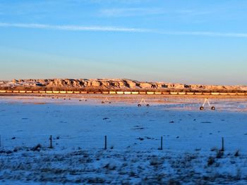 Flock of birds on land against sky during winter