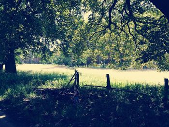 Trees in field against sky