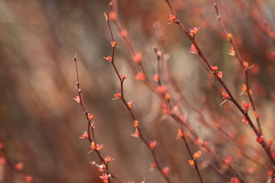 Close-up of red leaves on tree