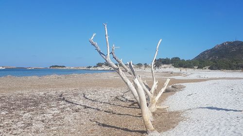 Driftwood on beach against clear blue sky