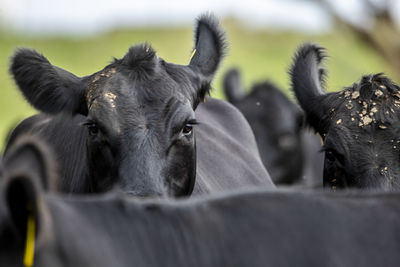 Close-up of horse