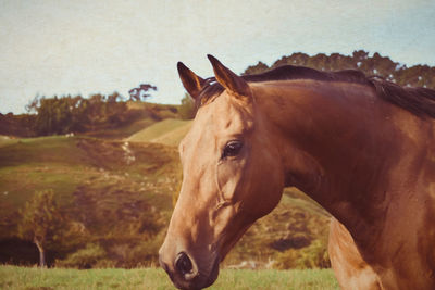 Horse on field