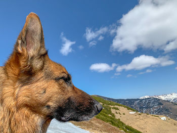 Dog looking away on mountain against sky