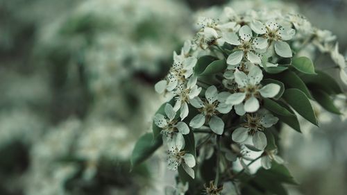 Close-up of white flowering plant