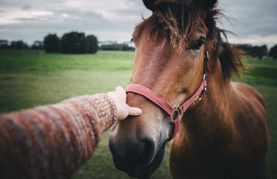 Cropped hand of woman touching horse while standing on field