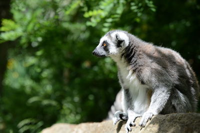 Lemur sitting on rock against trees