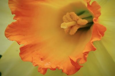 Close-up of orange rose flower