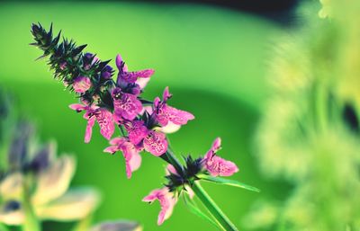 Close-up of pink flowers