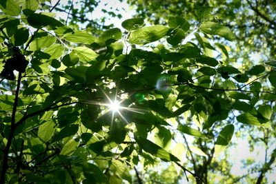 Low angle view of trees