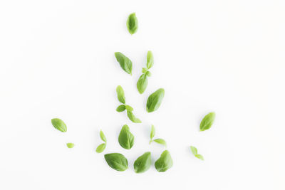 Close-up of leaf against white background
