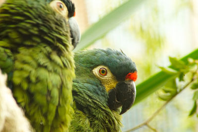 Close-up of parrot