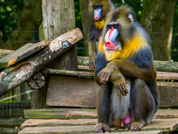 Monkey sitting in a zoo