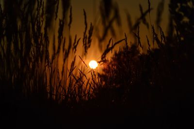 Silhouetted crops in field at dusk