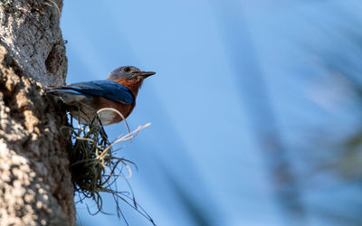 Eastern bluebird sialia sialis perches on a pine tree in naples, florida