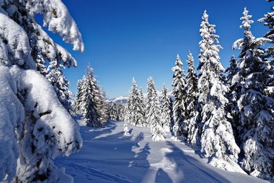 Snow covered plants and trees against blue sky